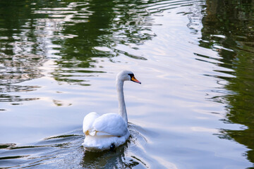 Swan swimming in the lake, lonely swan looking for friends or mate, selective focus
