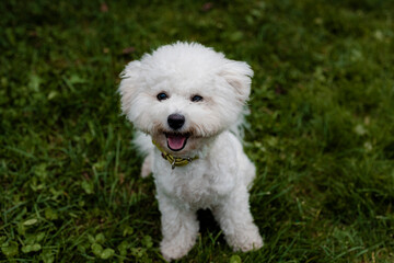 cute white fluffy bichon frize