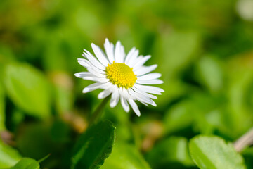 Fototapeta premium Close up of daisy flower in the garden, selective focus