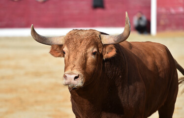 spanish bull in a traditional spectacle of bullfight