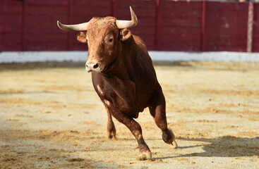 fighting bull wih big horns in spanish bullring