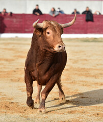 un poderoso toro español en una plaza de toros durante un espectaculo de toreo 