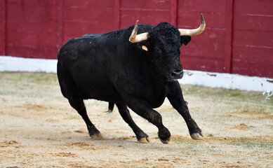 un toro negro español corriendo en una plaza de toros
