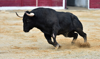 un toro español con grandes cuernos en una plaza de toros durante un espectaculo tradicional de...