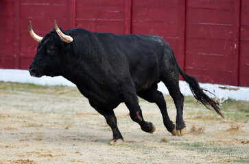 un toro negro español corriendo en una plaza de toros