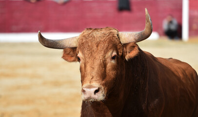 un toro español con grandes cuernos en una plaza de toros durante un espectaculo tradicional de...