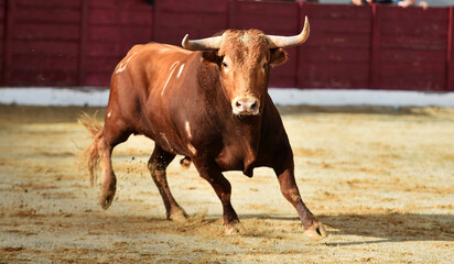 un toro español con grandes cuernos en una plaza de toros durante un espectaculo tradicional de...