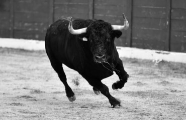un toro español con grandes cuernos en una plaza de toros durante un espectaculo tradicional de...