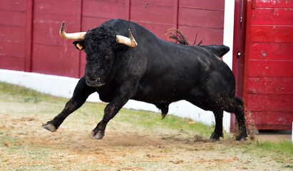 un toro español con grandes cuernos en una plaza de toros durante un espectaculo tradicional de toreo