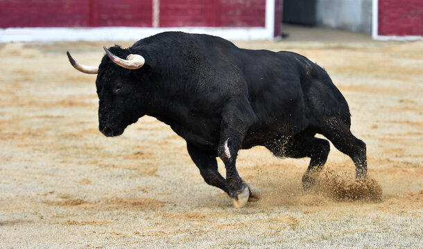 un toro espa&ntilde;ol con grandes cuernos en una plaza de toros durante un espectaculo tradicional de toreo