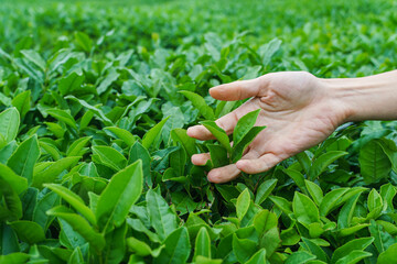 Naklejka na ściany i meble Woman hand touching and stroking green tea tree plant leaves