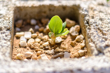 Close up of plant growth in the stone, world environment day, life begin concept idea, selective focus