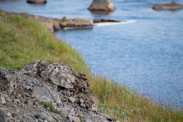 Colorful lichen growing on a rock in north Iceland