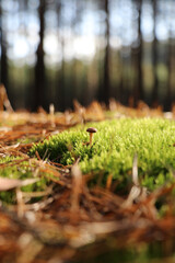 small mushroom in the moss in the forest