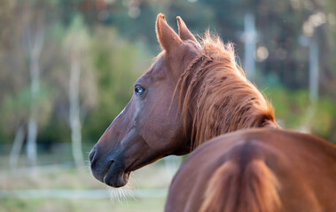 Portrait of a blind horse in the nature. Horse care and treatment. Banner. Place for text