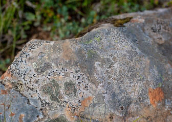 Colorful lichen growing on a rock in north Iceland