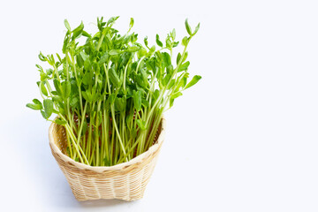 Pea Sprouts in  bamboo basket on white background.
