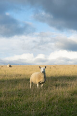 Fototapeta premium Sheep