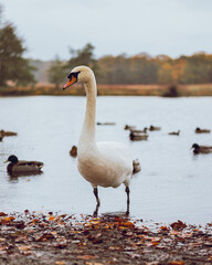 Swan Lake