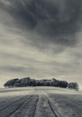 tress on a hill