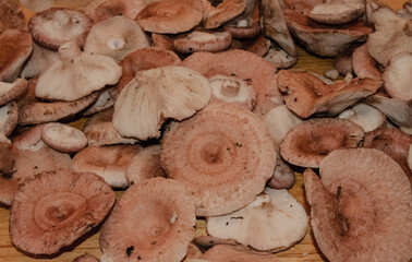 Coral milky cap mushrooms