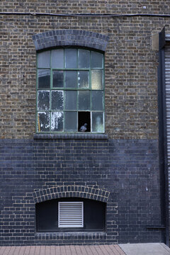 Bird In Window