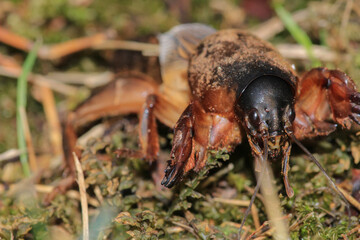 Gryllotalpa gryllotalpa insect macro photo