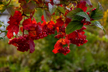 Red bunches of autumn viburnum with leaves close up