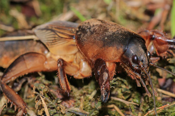 Gryllotalpa gryllotalpa insect macro photo