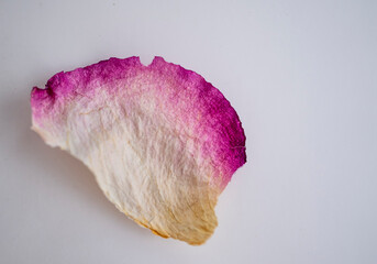 detalle de textura de pétalo de rosa sobre fondo blanco