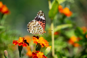 花に群がる昆虫　鹿児島県　出水市