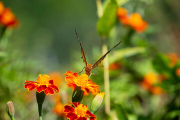 花に群がる昆虫　鹿児島県　出水市