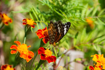 花に群がる昆虫　鹿児島県　出水市