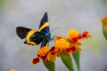 花に群がる昆虫　鹿児島県　出水市