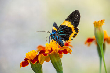 花に群がる昆虫　鹿児島県　出水市