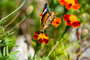 花に群がる昆虫　鹿児島県　出水市
