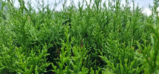 green grass background