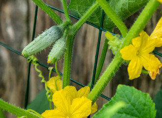 A small cucumber growing on the vine in a garden
