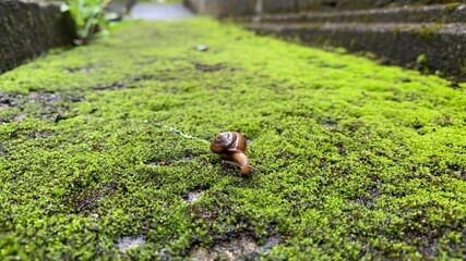 person walking in the woods