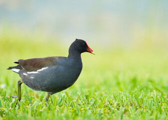 paloma, ave, animal, paloma, naturaleza, pico, fauna, emplumar, césped, gris, alas, negro, ave,...