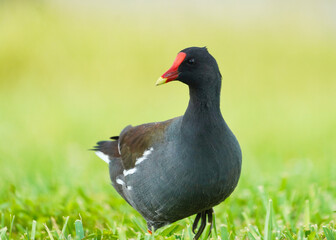 paloma, ave, animal, paloma, naturaleza, pico, fauna, emplumar, césped, gris, alas, negro, ave, gris, verde, emplumar, aparcar, ocular, administrar, retrato, inhospitalario, bragueta, roca, blanco, 