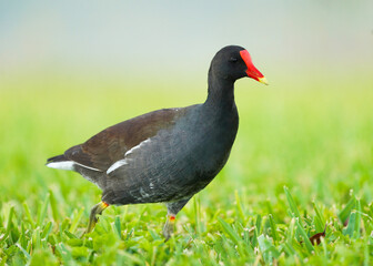 paloma, ave, animal, paloma, naturaleza, pico, fauna, emplumar, césped, gris, alas, negro, ave, gris, verde, emplumar, aparcar, ocular, administrar, retrato, inhospitalario, bragueta, roca, blanco, 
