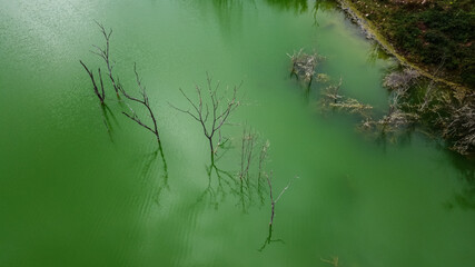 Trees in Polluted Water