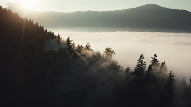 Fog landscape in morning mountains. Pine tree forest silhouette on hills, mist valley, mountain range. Sunrise sun nature background. Beautiful wild landscape. Cinematic drone flight aerial