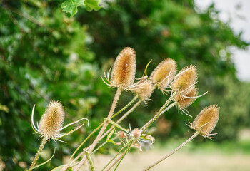 thistle flower