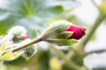 Colorful red buds of geranium or Crane's-bill flower petals macro closeup