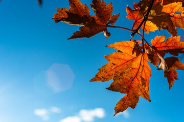 Autumn Leaves against a Blue Sky in the Fall - 466813158
