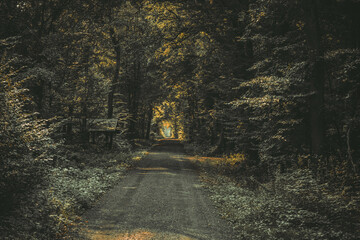road in the woods