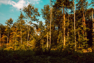 autumn in the forest