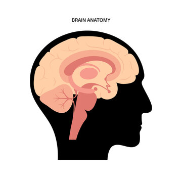 Brain anatomy concept